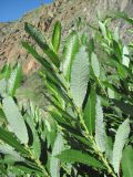 genus Salix