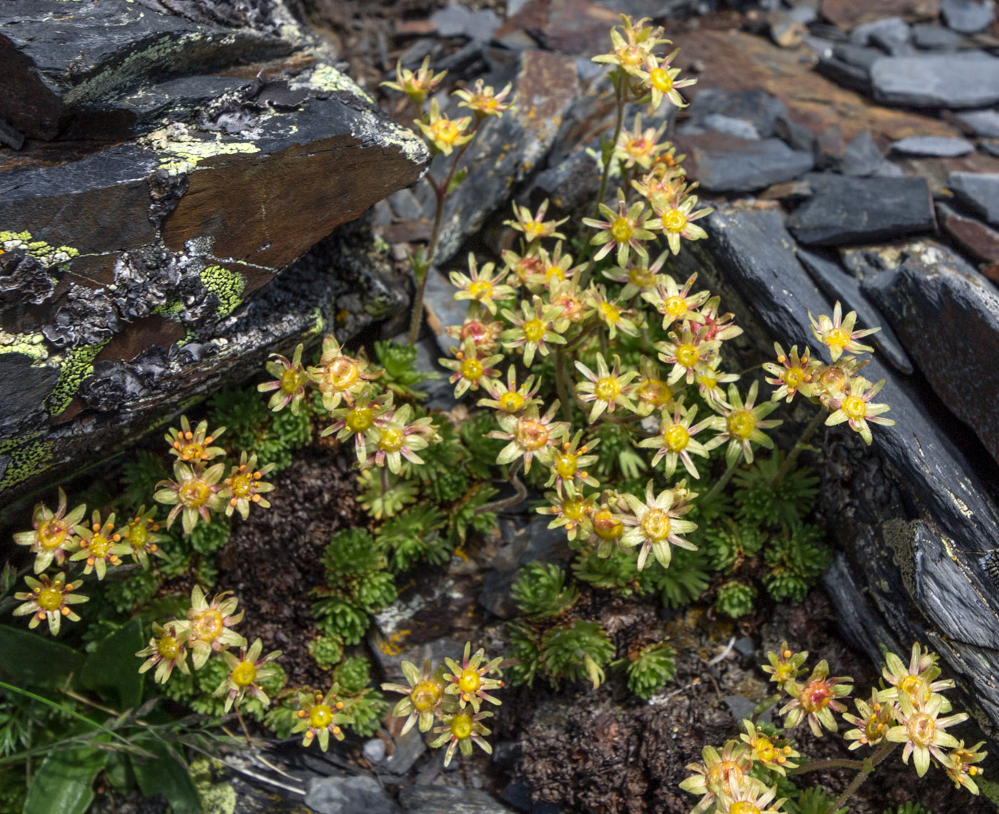 Image of Saxifraga moschata specimen.