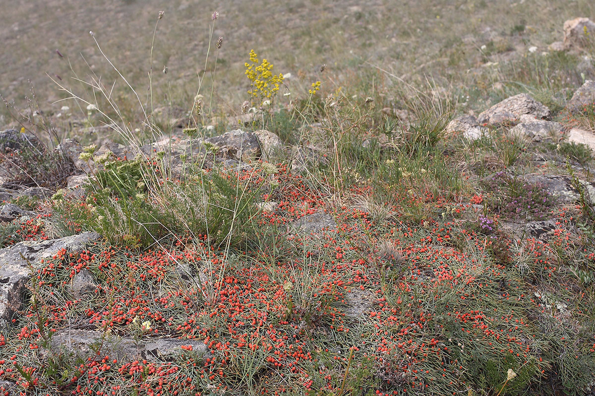 Image of genus Ephedra specimen.