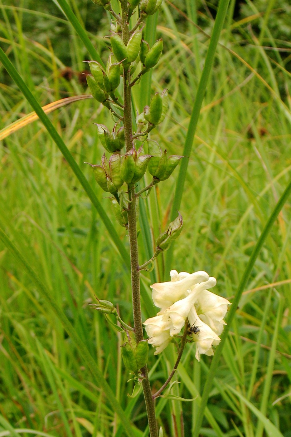 Изображение особи Aconitum lasiostomum.