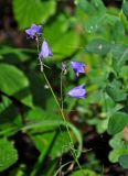 Campanula rotundifolia. Верхушка побега с соцветием. Челябинская обл., Верхнеуфалейский гор. округ, гора Аракуль, ≈ 500 м н.у.м., березняк. 02.08.2019.