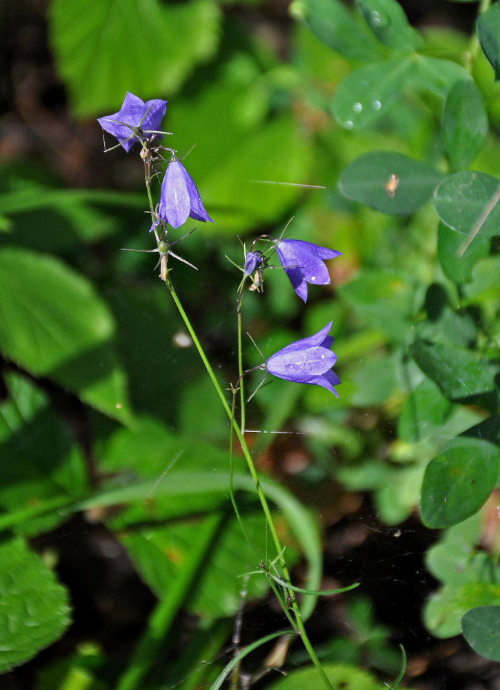 Изображение особи Campanula rotundifolia.