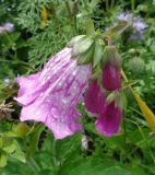 Digitalis purpurea