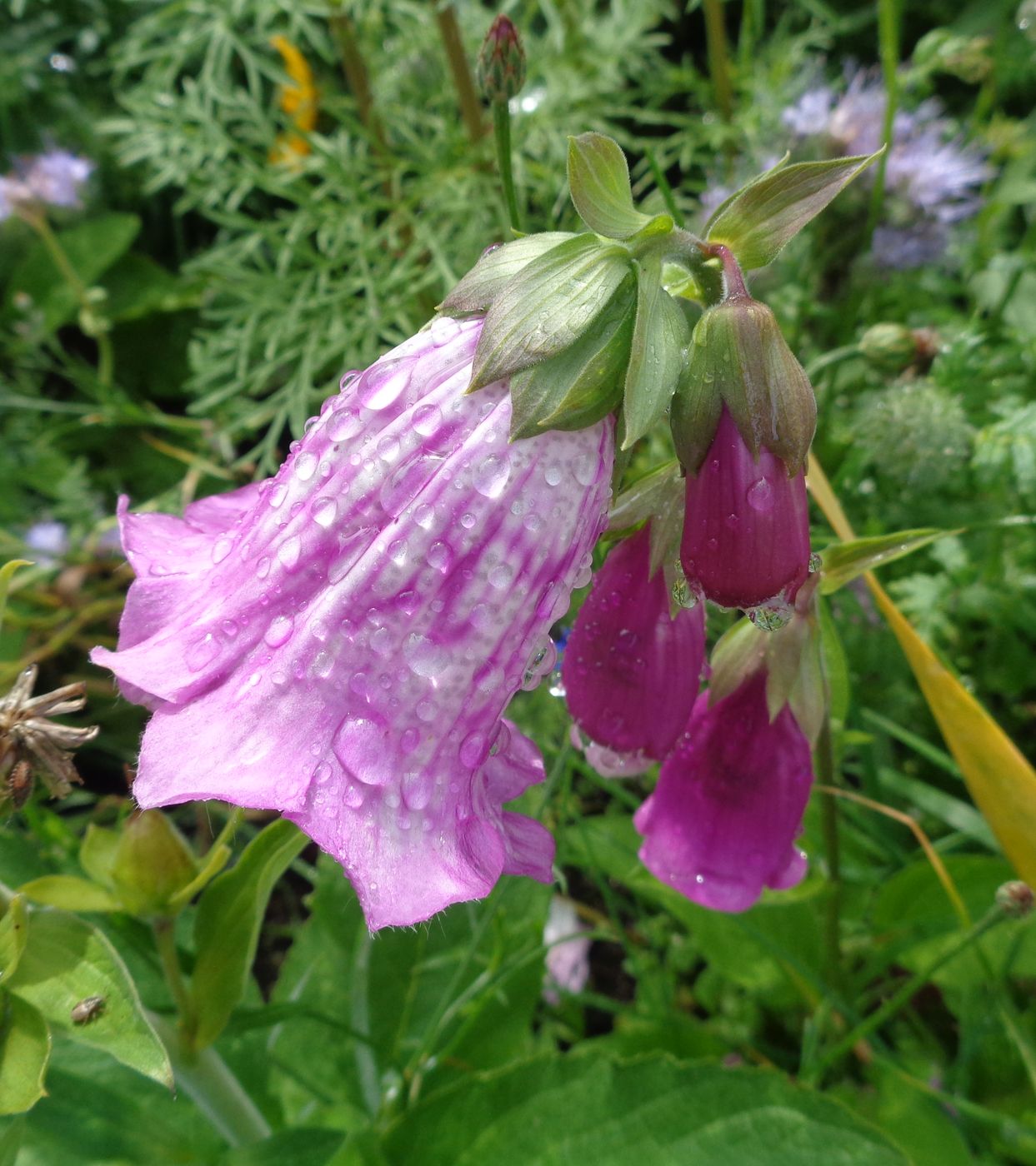 Изображение особи Digitalis purpurea.