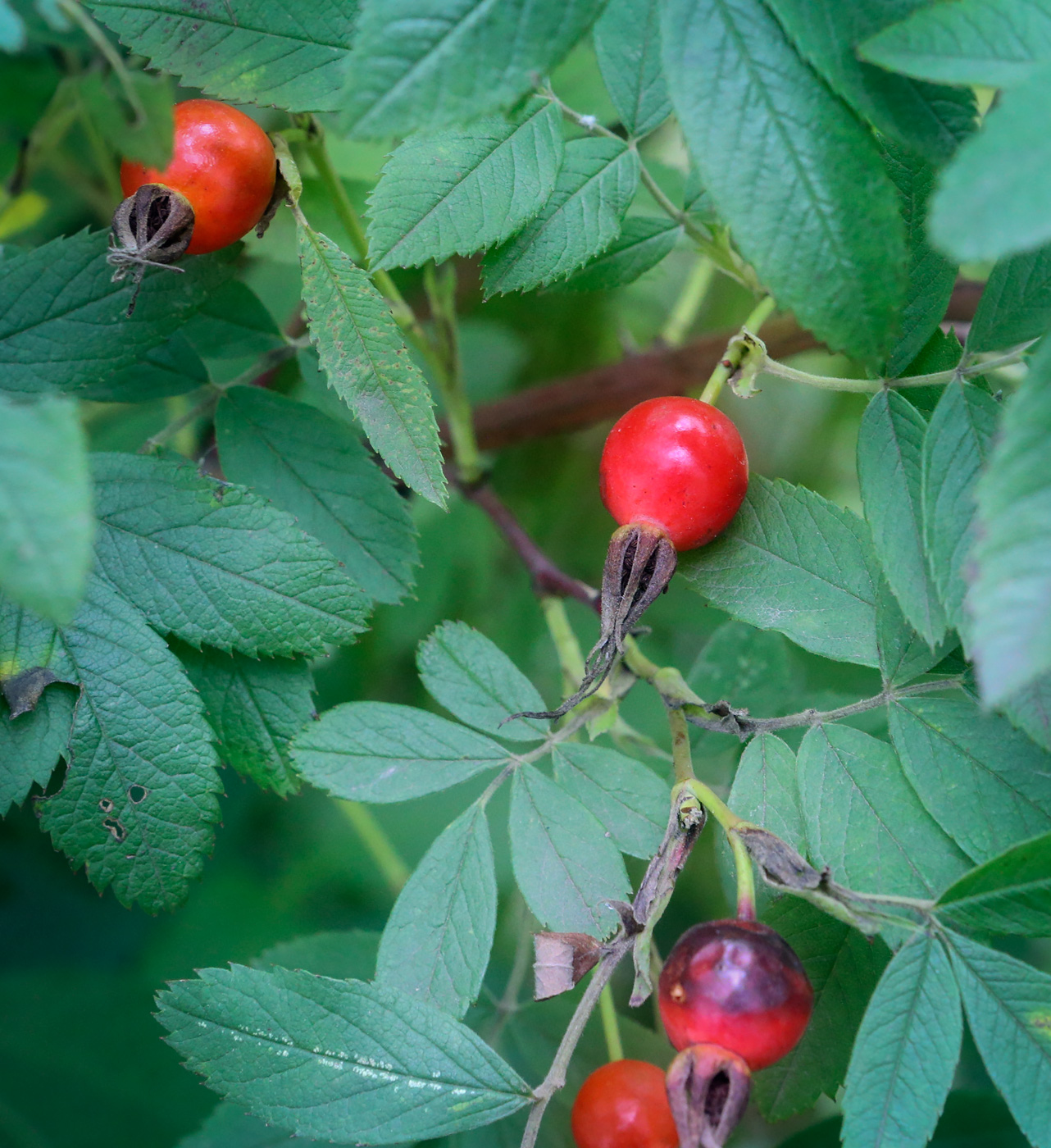 Image of genus Rosa specimen.