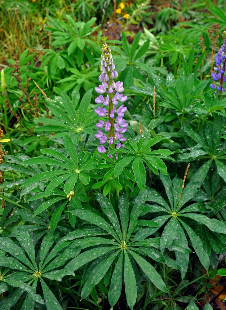 Изображение особи Lupinus polyphyllus.