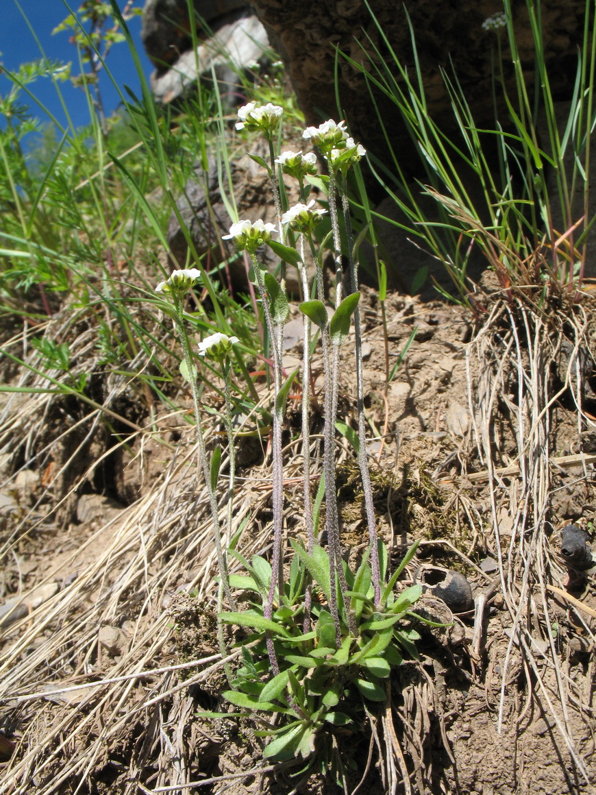 Image of Draba hirta specimen.