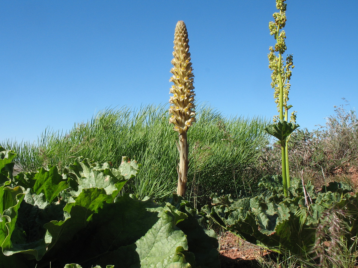 Изображение особи Orobanche spectabilis.