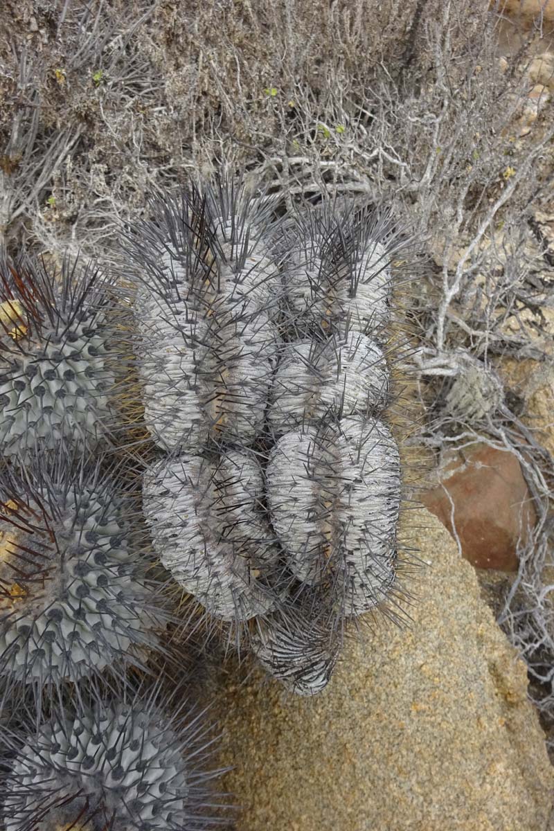 Изображение особи Copiapoa cinerea.