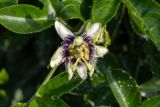 Passiflora edulis