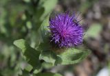 Centaurea pectinata