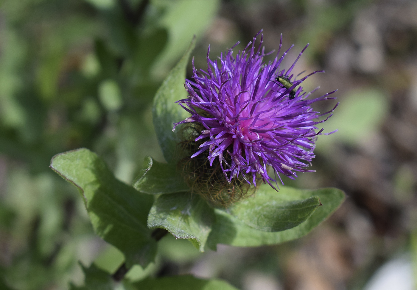 Image of Centaurea pectinata specimen.