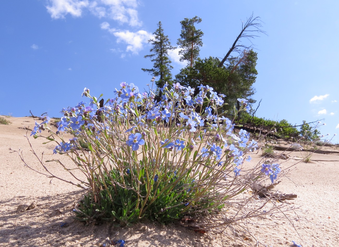 Изображение особи Eritrichium jacuticum.