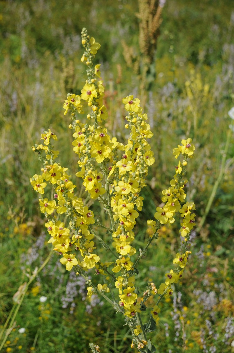 Image of Verbascum marschallianum specimen.