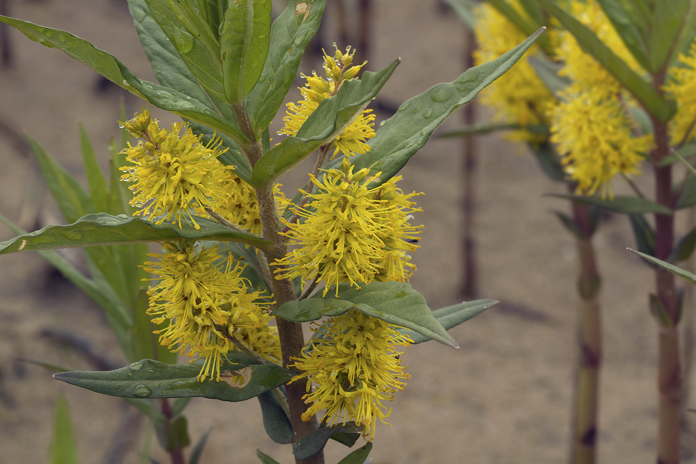 Изображение особи Naumburgia thyrsiflora.