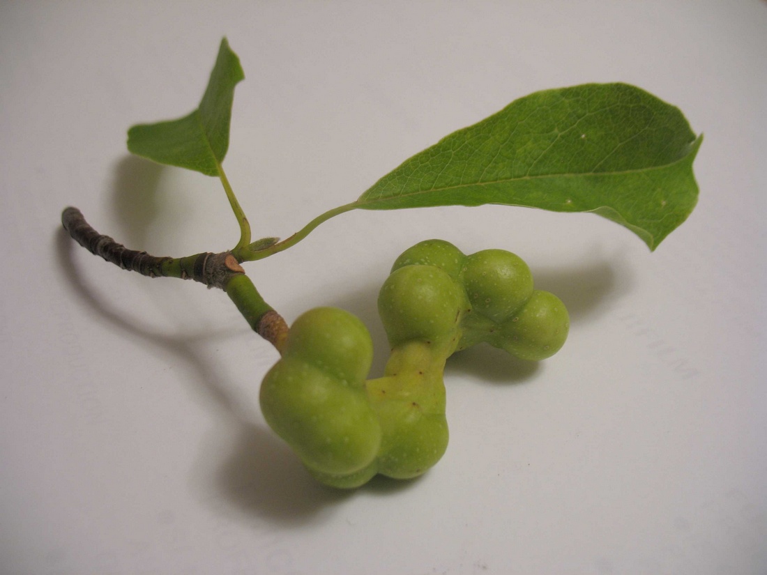 Image of genus Magnolia specimen.