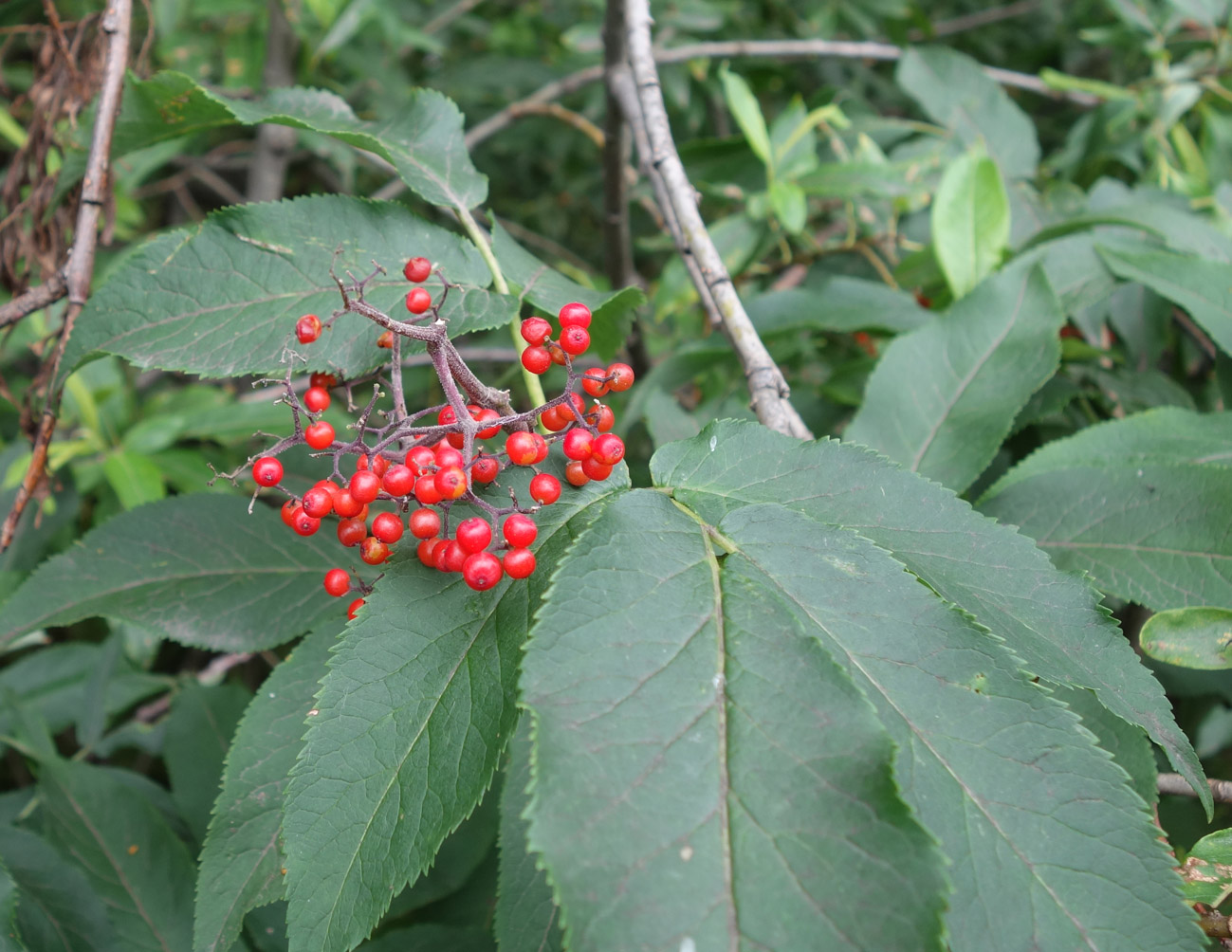 Image of Sambucus miquelii specimen.