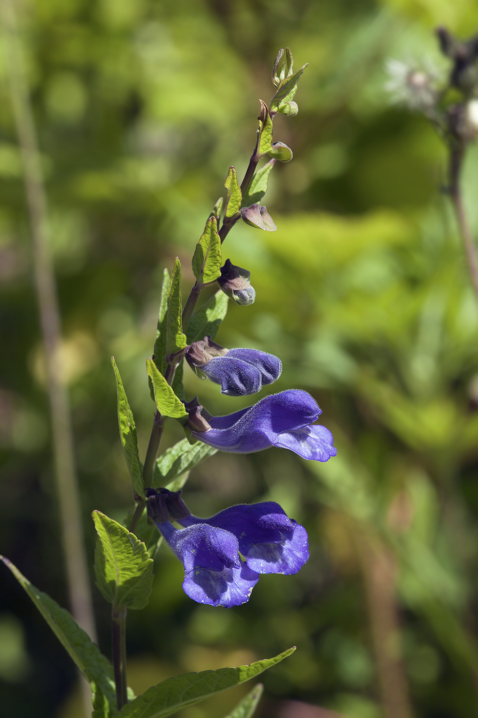 Изображение особи Scutellaria yezoensis.