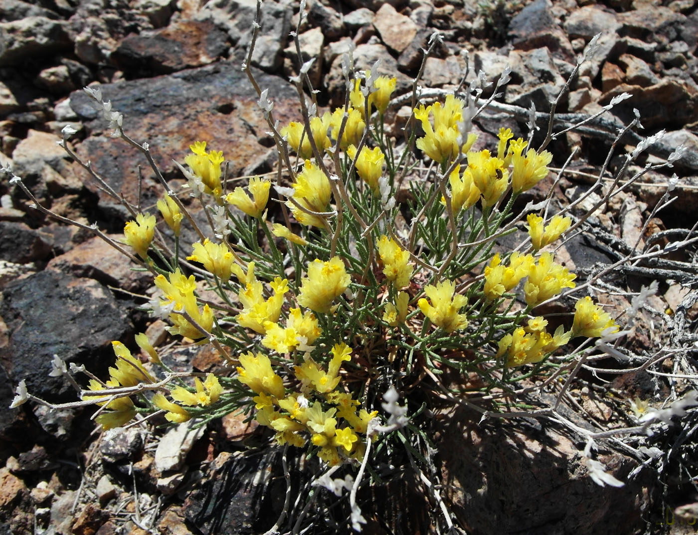 Изображение особи Limonium chrysocomum.