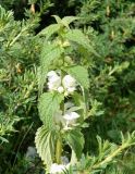 Lamium turkestanicum. Верхушка цветущего растения. Кыргызстан, Иссык-Кульская обл., Семёновское ущелье, кусты караганы у берега ручья. 01.06.2019.