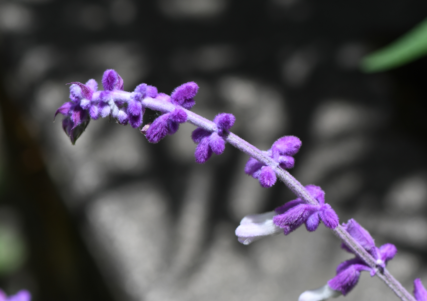 Image of Salvia leucantha specimen.