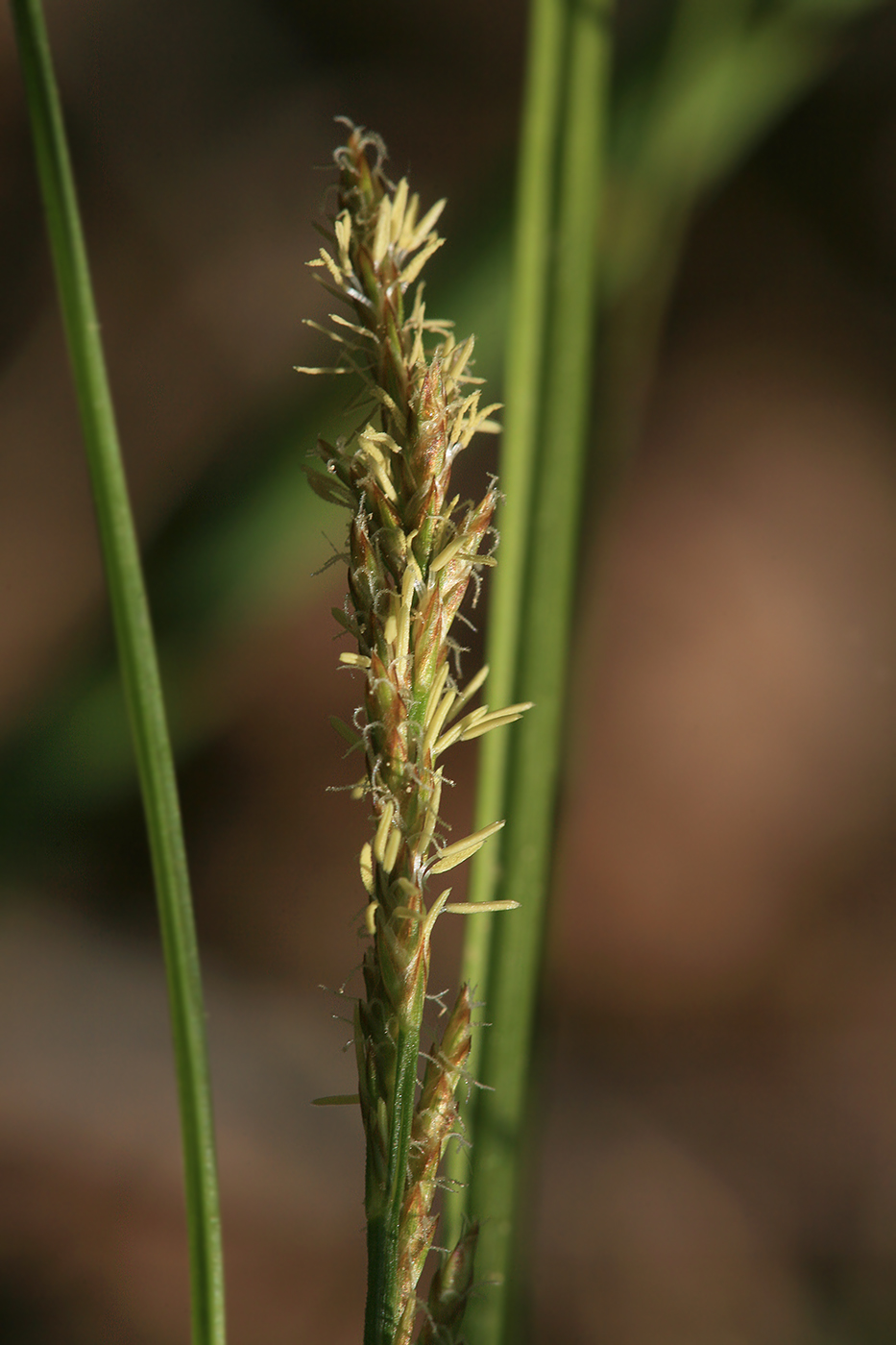 Изображение особи Carex elongata.