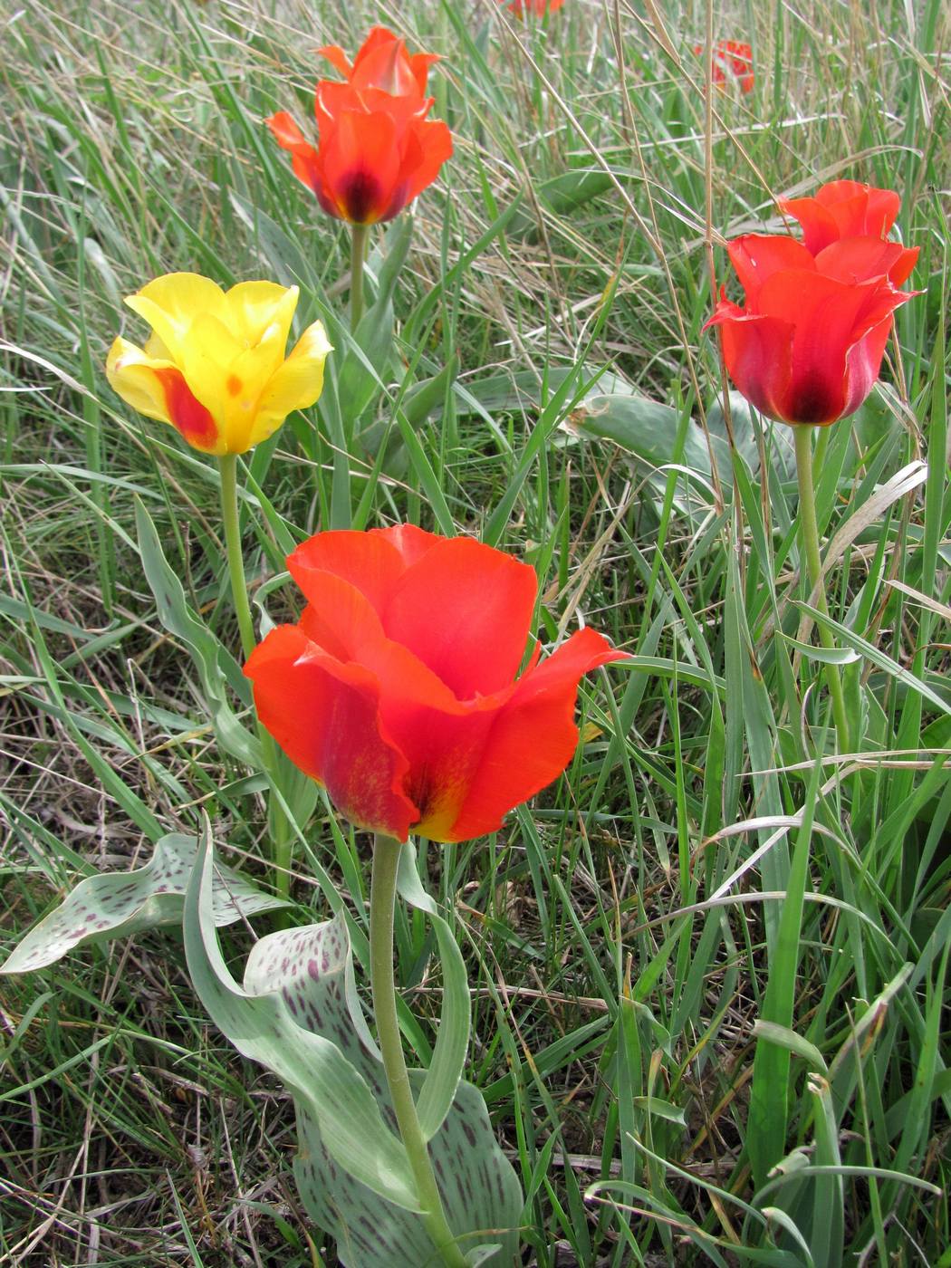 Image of Tulipa greigii specimen.
