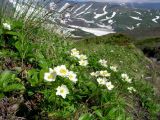 Anemonastrum sibiricum. Цветущее растение в горной тундре. Камчатский край, Елизовский район, природный парк \"Вулканы Камчатки\", окрестности Пиначевского перевала, 1000 м н.у.м. 09.07.2006.