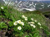 Anemonastrum sibiricum. Цветущее растение в горной тундре. Камчатский край, Елизовский район, природный парк \"Вулканы Камчатки\", окрестности Пиначевского перевала, 1000 м н.у.м. 09.07.2006.