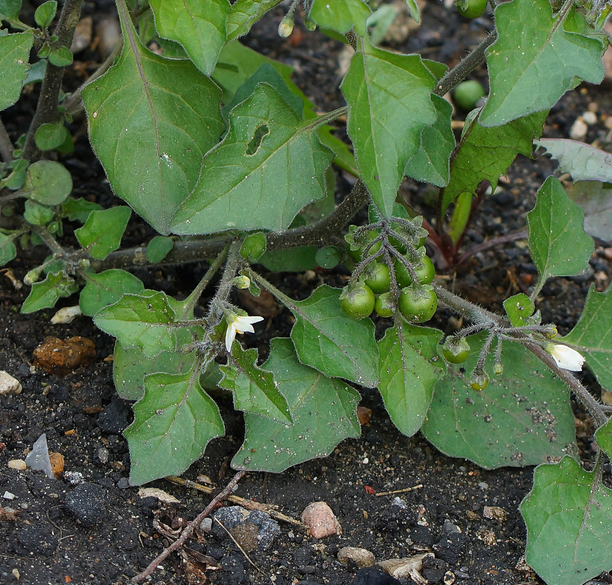 Изображение особи Solanum nigrum ssp. schultesii.