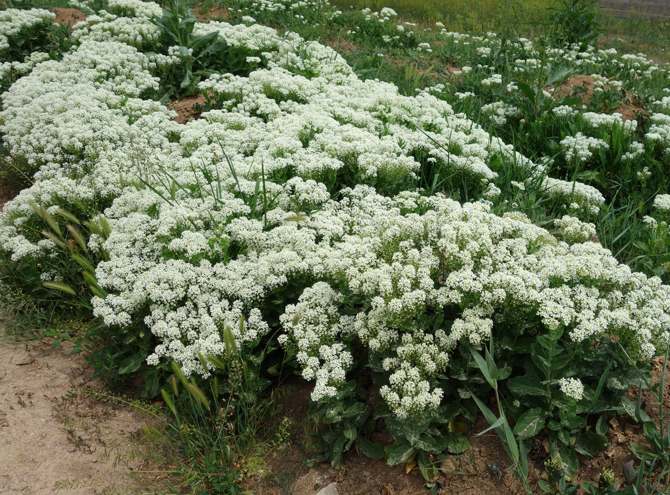 Image of Cardaria repens specimen.