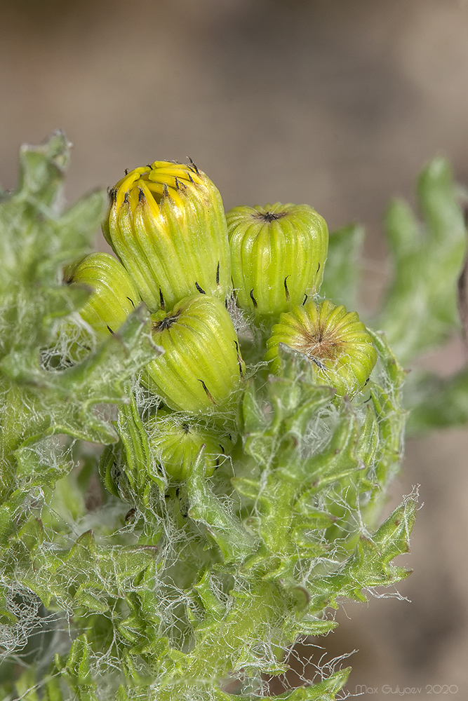 Image of Senecio vernalis specimen.