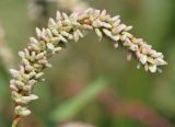 Persicaria maculosa