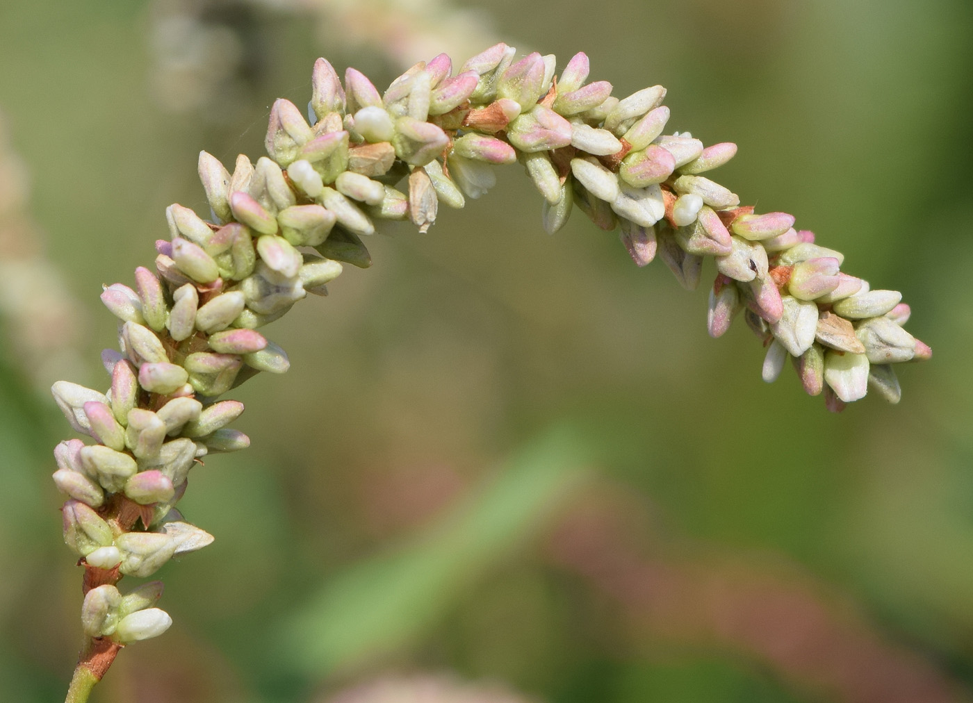 Изображение особи Persicaria maculosa.