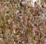 Trifolium angustifolium