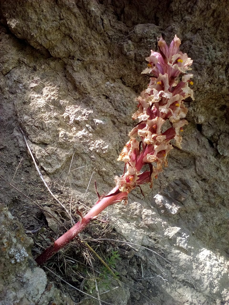 Image of Orobanche kurdica specimen.