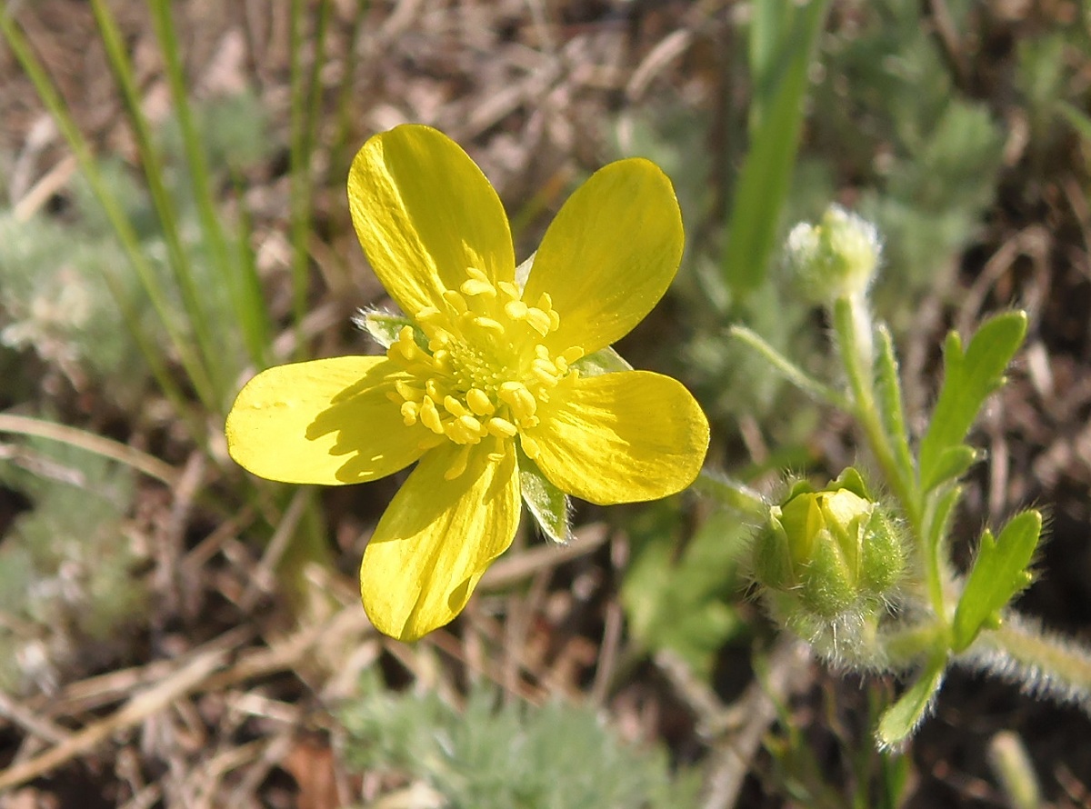 Image of Ranunculus oxyspermus specimen.