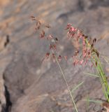 Melinis repens