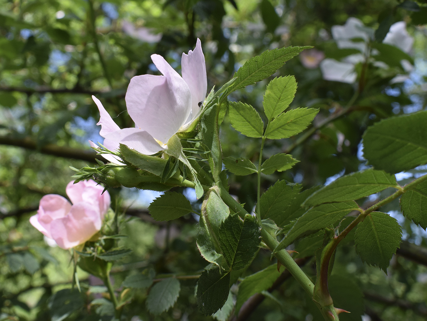 Image of genus Rosa specimen.