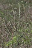 Odontites vulgaris. Цветущее растение с побегами Clematis vitalba в основании. Крым, Бахчисарайский р-н, окр. пгт Куйбышево, пустырь на месте бывшего сада. 21.08.2019.