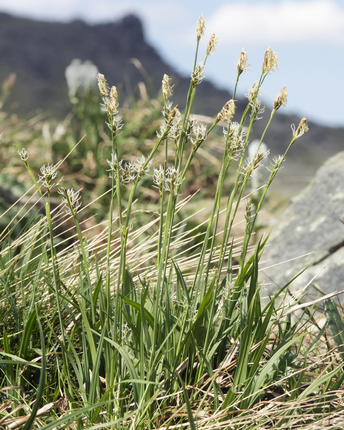 Image of genus Carex specimen.