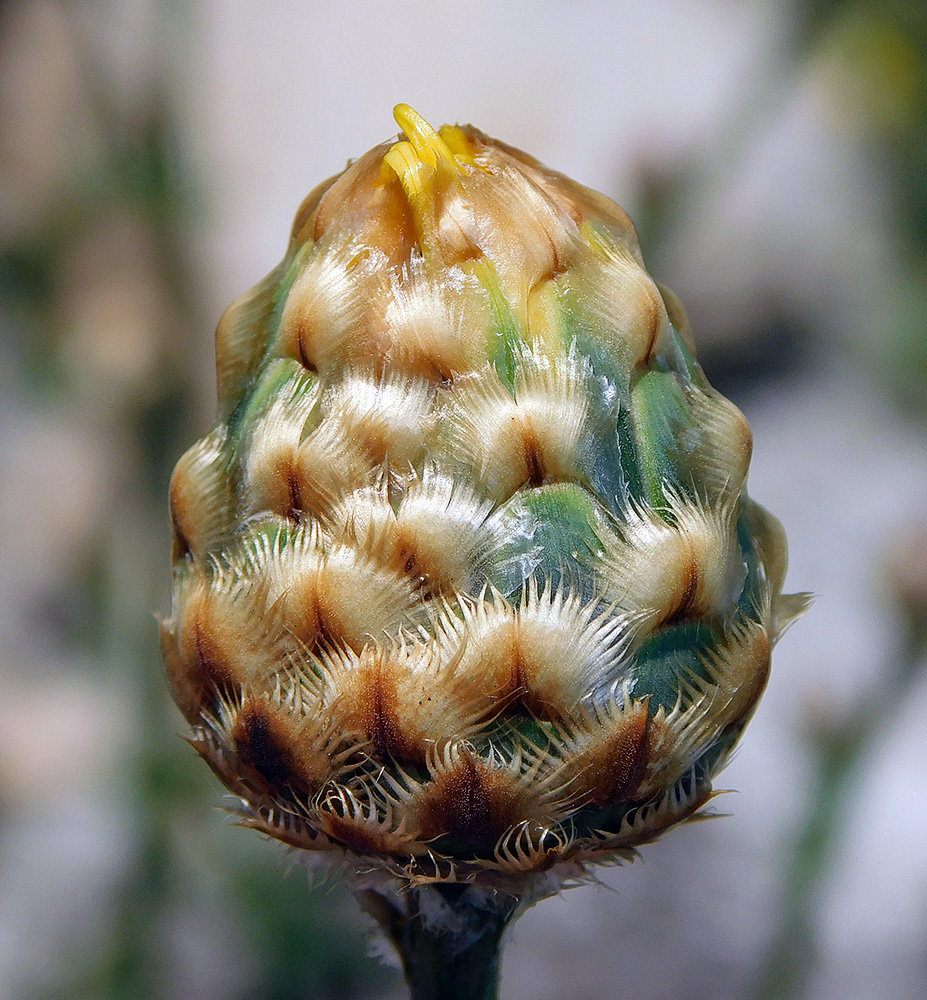 Image of Centaurea orientalis specimen.