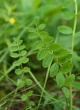 Astragalus subpolaris