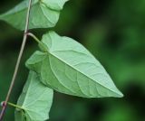 Image of taxon representative. Author is Вера Волкотруб