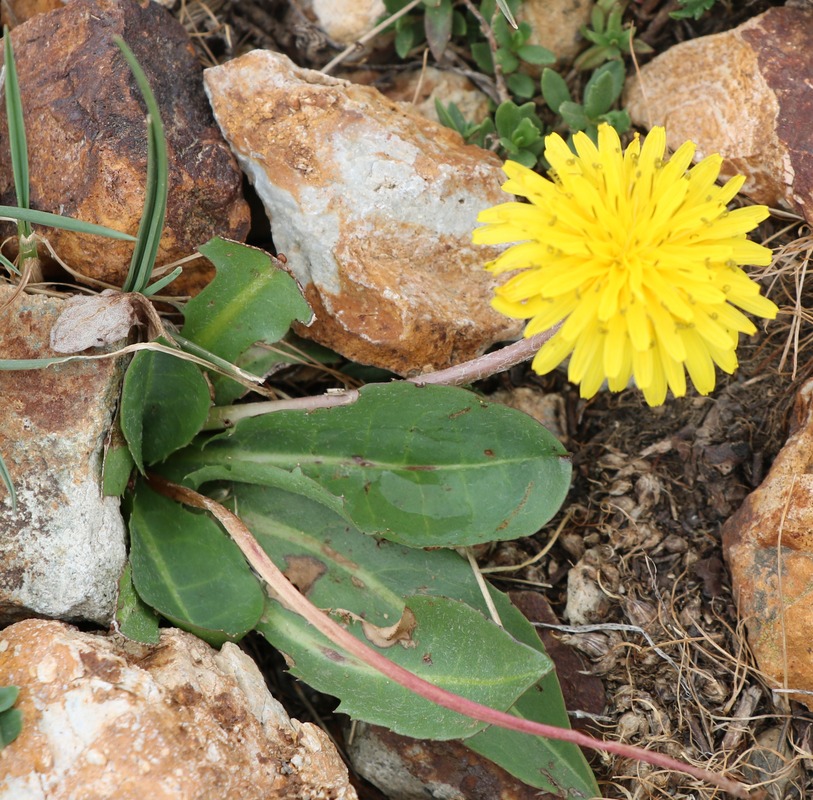 Изображение особи род Taraxacum.