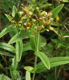 Hypericum gebleri