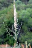 Myricaria bracteata