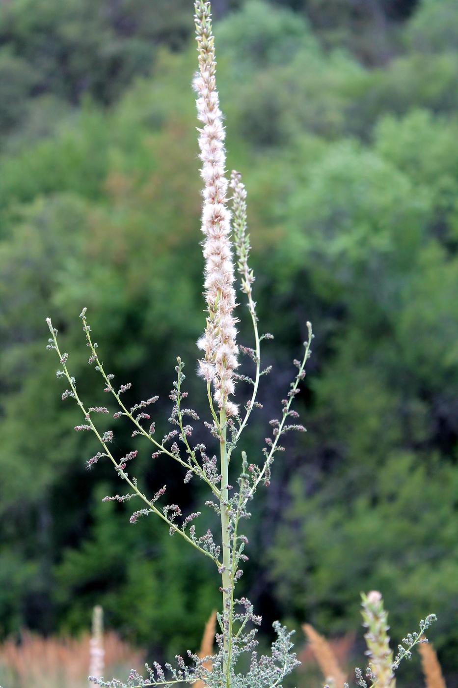 Image of Myricaria bracteata specimen.