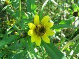 Bidens cernua var. radiata