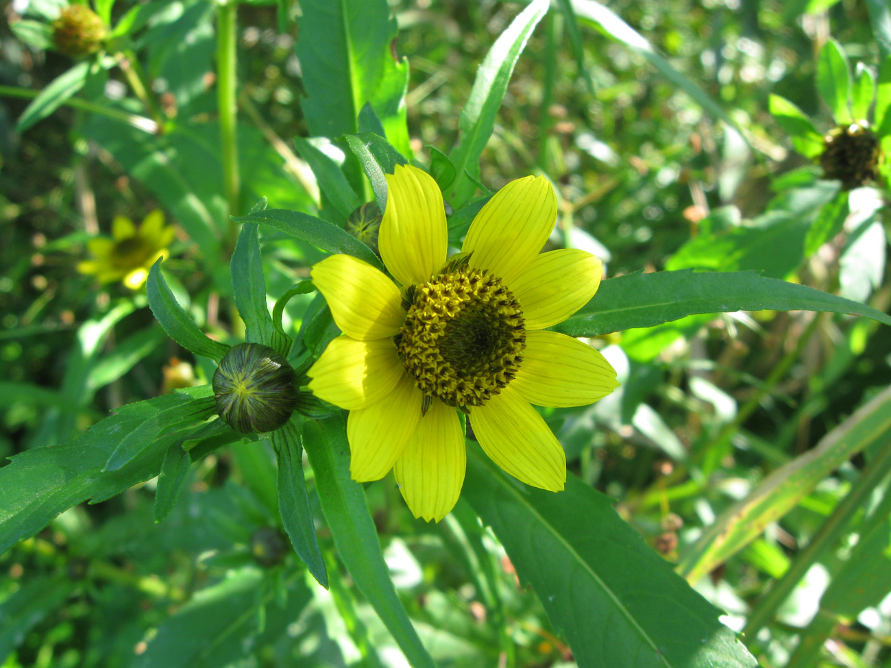 Изображение особи Bidens cernua var. radiata.